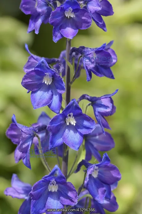 : Delphinium, Delphinium elatum cultivar, Blue subject : Delphinium, Delphinium elatum cultivar, Blue subject