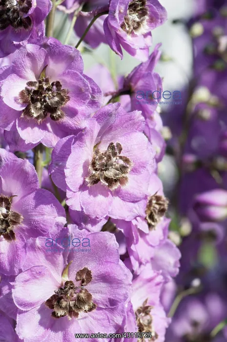: Delphinium, Delphinium Jenny Agutter, Close view : Delphinium, Delphinium Jenny Agutter, Close view