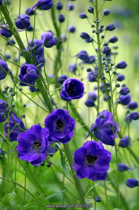 : Delphinium - Purple Velvet : Delphinium - Purple Velvet