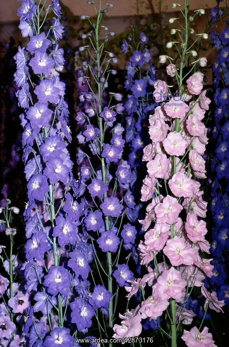  : DELPHINIUMS - Prize flowers
