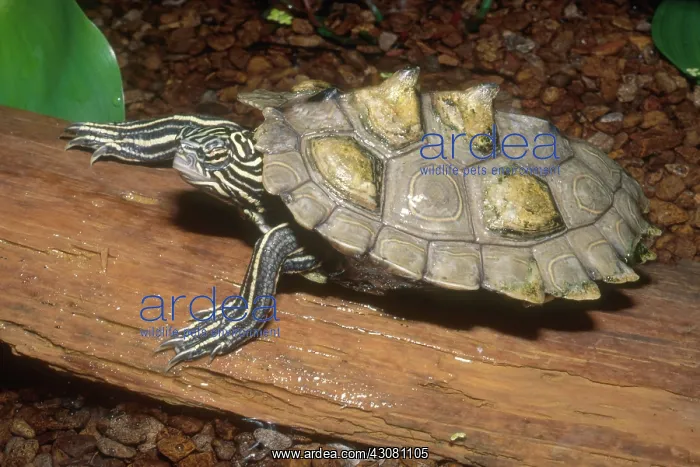 : Delta Map Turtle : Delta Map Turtle