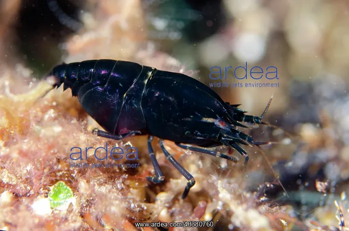 : Deman's Snapping Shrimp - Sidem dive site, Tulamben : Deman's Snapping Shrimp - Sidem dive site, Tulamben