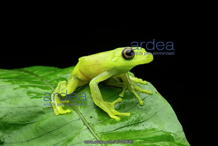 : Demerara Falls tree frog (Hypsiboas cinerascens) : Demerara Falls tree frog (Hypsiboas cinerascens)