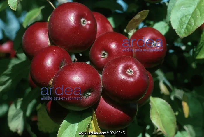 : Democrat Apples : Democrat Apples