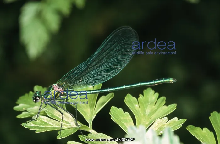 : DEMOISELLE AGRION DRAGONFLY : DEMOISELLE AGRION DRAGONFLY