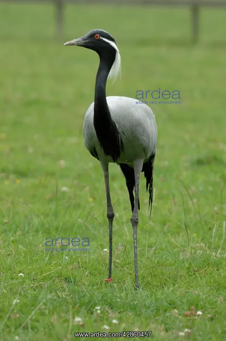 : Demoiselle Crane : Demoiselle Crane