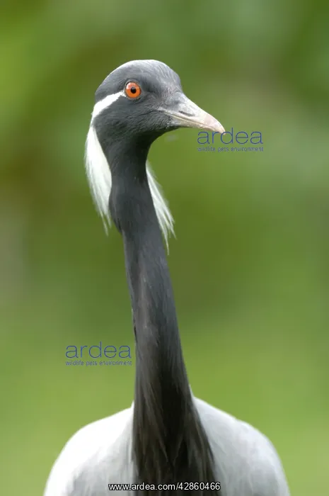: Demoiselle Crane : Demoiselle Crane