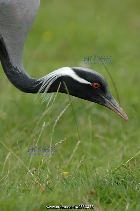 : Demoiselle Crane : Demoiselle Crane