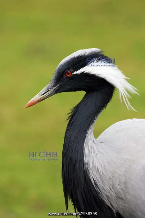: Demoiselle Crane : Demoiselle Crane
