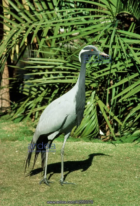 : Demoiselle Crane : Demoiselle Crane