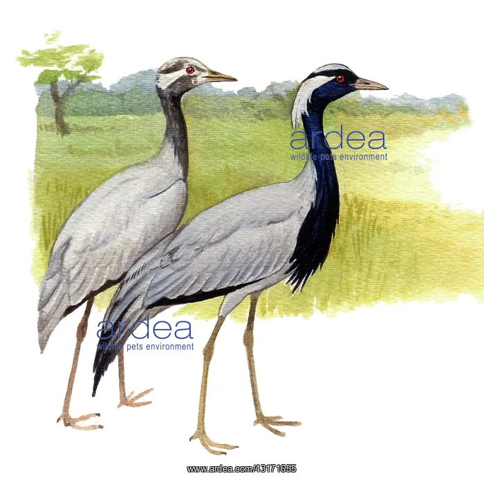 : Demoiselle Crane : Demoiselle Crane