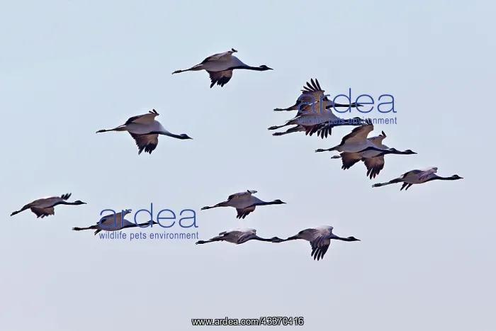 : Demoiselle Crane : Demoiselle Crane