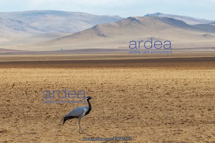 : Demoiselle crane : Demoiselle crane