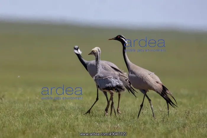 : Demoiselle crane : Demoiselle crane