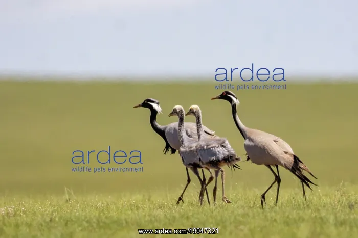 : Demoiselle crane : Demoiselle crane