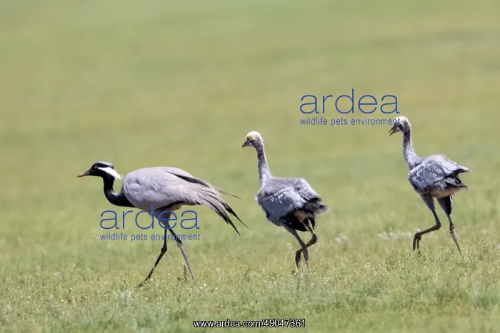 : Demoiselle crane : Demoiselle crane
