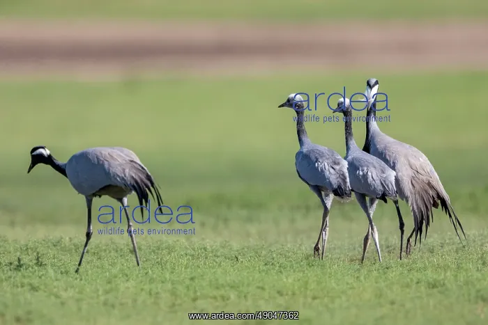 : Demoiselle crane : Demoiselle crane