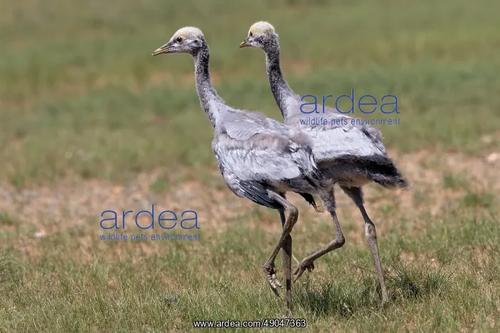 : Demoiselle crane : Demoiselle crane