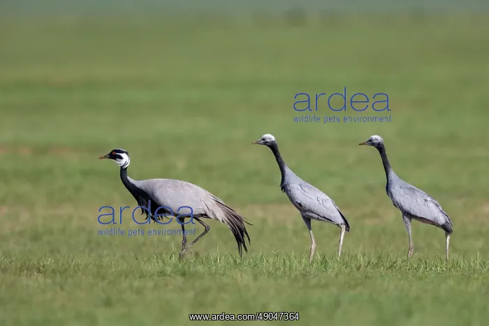 : Demoiselle crane : Demoiselle crane