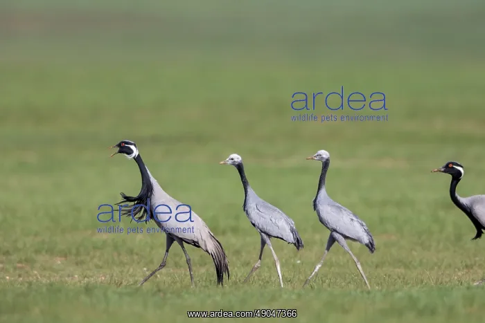 : Demoiselle crane : Demoiselle crane