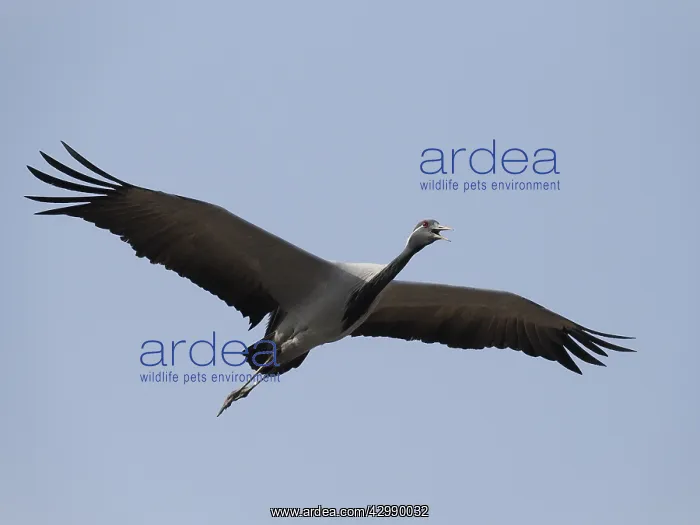 : Demoiselle Crane - Calling in Flight Grus virgo : Demoiselle Crane - Calling in Flight Grus virgo