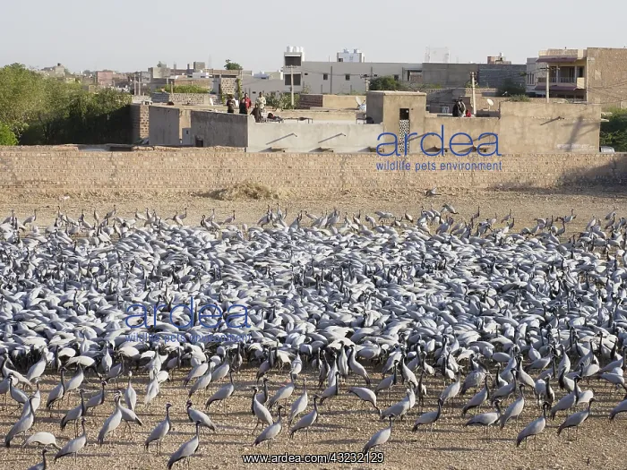 : Demoiselle Crane Centre Grus virgo Khichan, Rajasthan : Demoiselle Crane Centre Grus virgo Khichan, Rajasthan