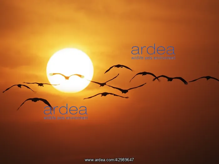 : Demoiselle Crane - Dawn flight with Sun Grus virgo : Demoiselle Crane - Dawn flight with Sun Grus virgo
