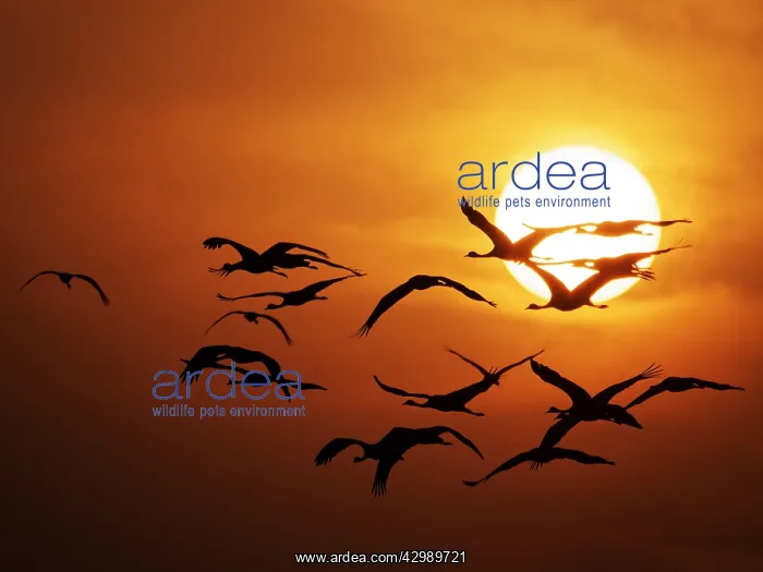 : Demoiselle Crane - Dawn flight with Sun Grus virgo : Demoiselle Crane - Dawn flight with Sun Grus virgo