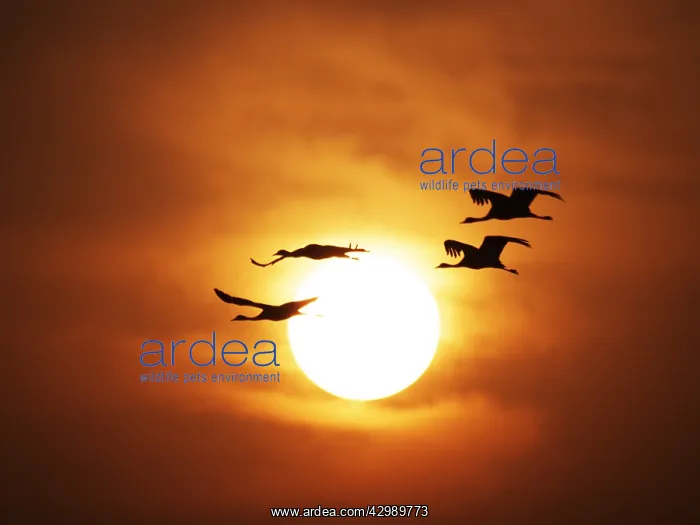 : Demoiselle Crane - Dawn flight with Sun Grus virgo : Demoiselle Crane - Dawn flight with Sun Grus virgo