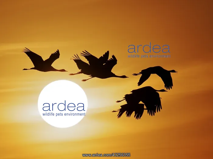: Demoiselle Crane - Dawn flight with Sun Grus virgo : Demoiselle Crane - Dawn flight with Sun Grus virgo