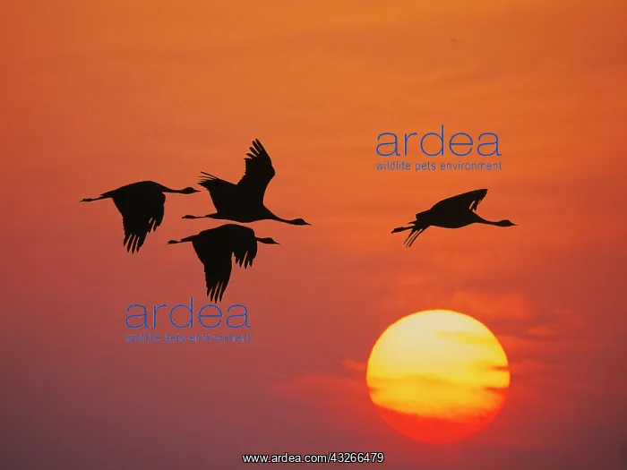 : Demoiselle Crane - Dawn flight with Sun Grus virgo : Demoiselle Crane - Dawn flight with Sun Grus virgo