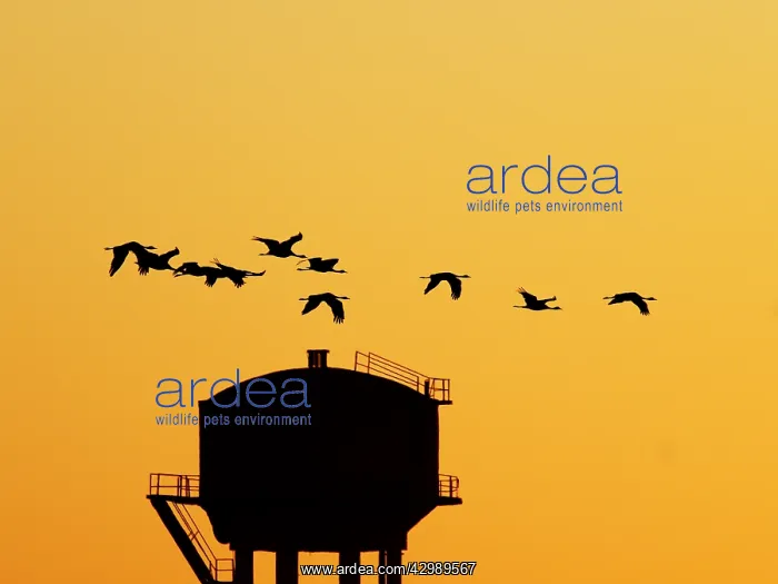 : Demoiselle Crane - Dawn flight with water tower : Demoiselle Crane - Dawn flight with water tower