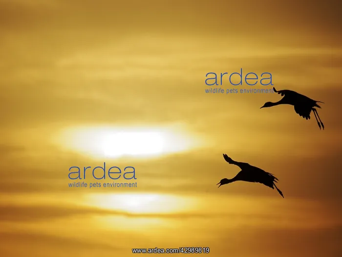 : Demoiselle Crane - Dawn flight against yellow sky : Demoiselle Crane - Dawn flight against yellow sky