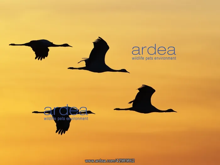 : Demoiselle Crane - Dawn flight against yellow sky : Demoiselle Crane - Dawn flight against yellow sky