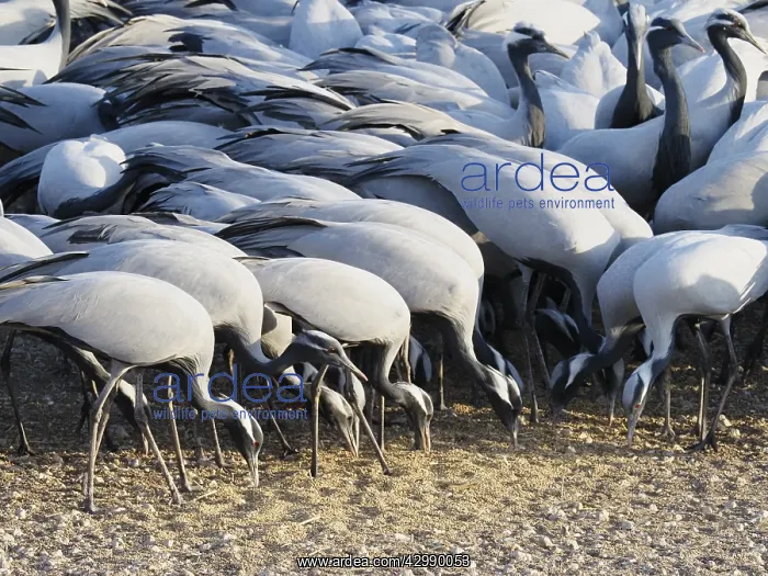 : Demoiselle Crane - Feeding on grain Grus virgo Khichan : Demoiselle Crane - Feeding on grain Grus virgo Khichan