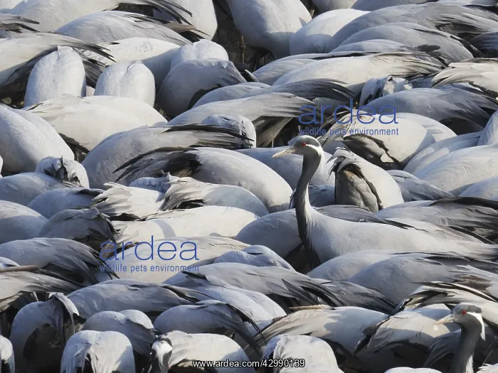 : Demoiselle Crane - One amongst many at feeding station : Demoiselle Crane - One amongst many at feeding station