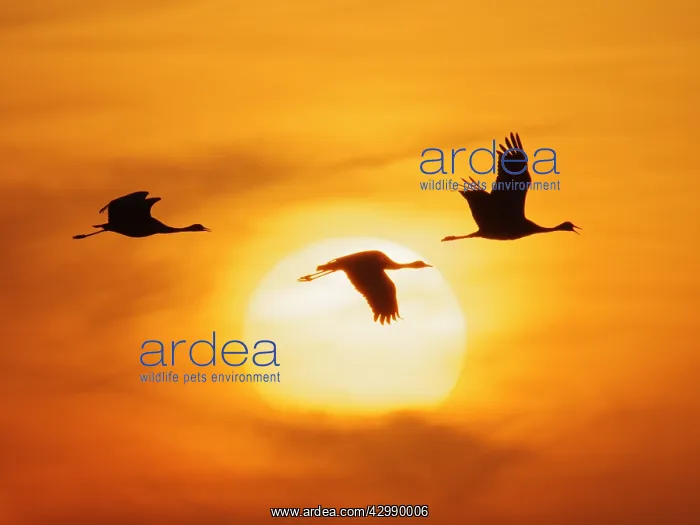 : Demoiselle Crane - in flight at Sunset Grus virgo : Demoiselle Crane - in flight at Sunset Grus virgo