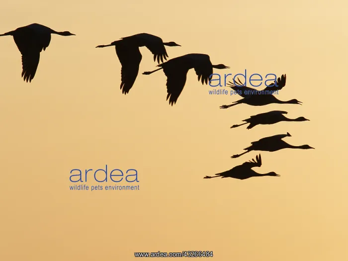: Demoiselle Crane - in flight at Sunset Grus virgo : Demoiselle Crane - in flight at Sunset Grus virgo