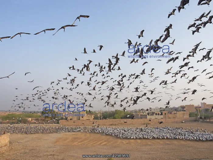  : Demoiselle Crane - flocks circling feeding centre