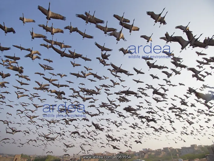 : Demoiselle Crane - flocks circling feeding centre : Demoiselle Crane - flocks circling feeding centre