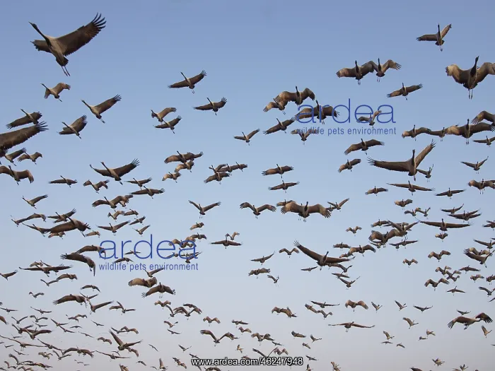 : Demoiselle Crane - flocks circling feeding centre : Demoiselle Crane - flocks circling feeding centre