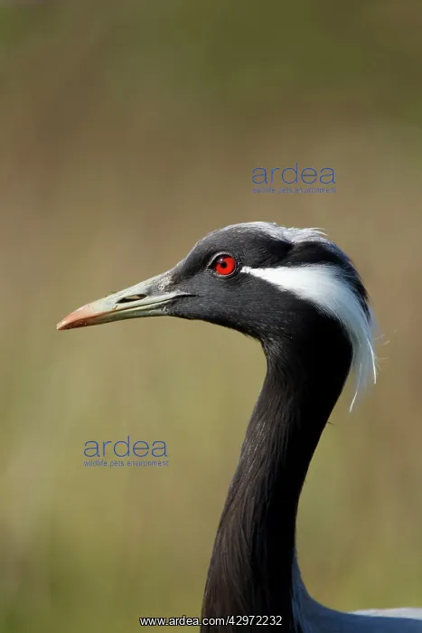  : Demoiselle Crane - head shot