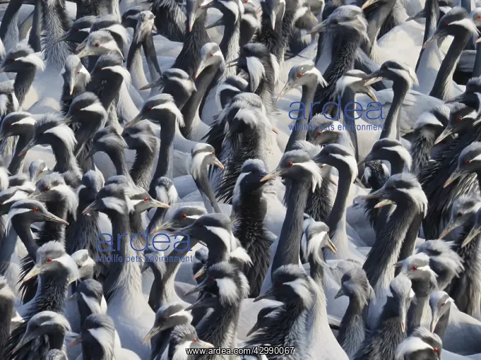 : Demoiselle Crane - Massed flock at feeding station : Demoiselle Crane - Massed flock at feeding station