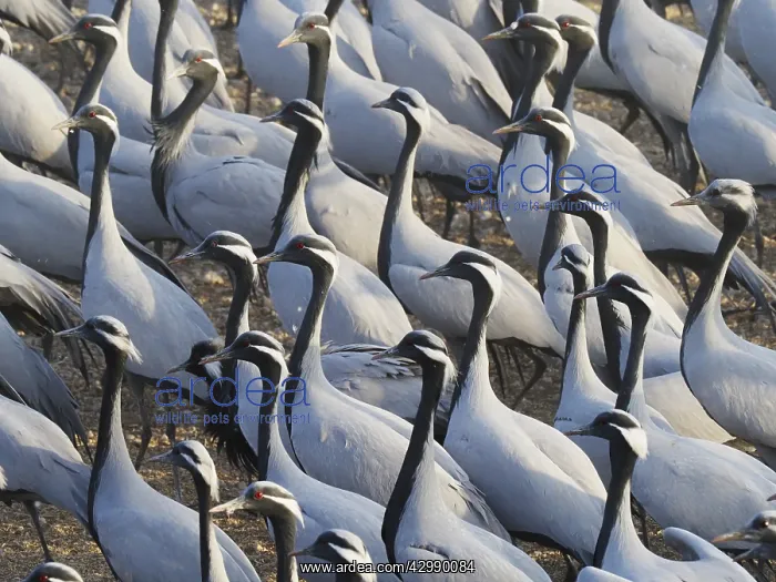 : Demoiselle Crane - Massed flock at feeding station : Demoiselle Crane - Massed flock at feeding station