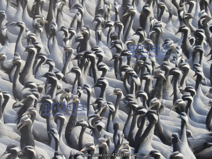 : Demoiselle Crane - Massed flock at feeding station : Demoiselle Crane - Massed flock at feeding station