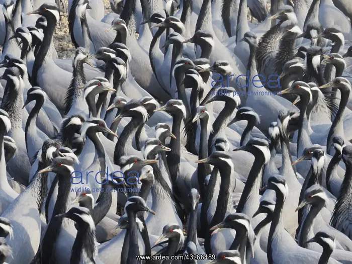 : Demoiselle Crane - Massed flock at feeding station : Demoiselle Crane - Massed flock at feeding station