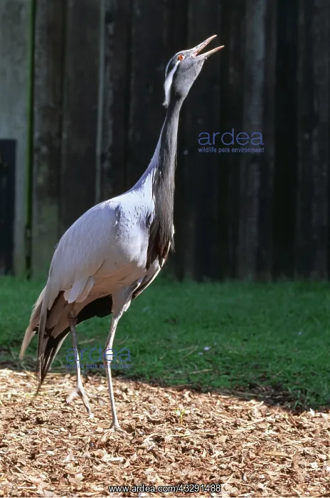 : DEMOISELLE CRANE - STRETCHING : DEMOISELLE CRANE - STRETCHING