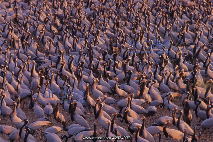  : Demoiselle Cranes in the feeding ground