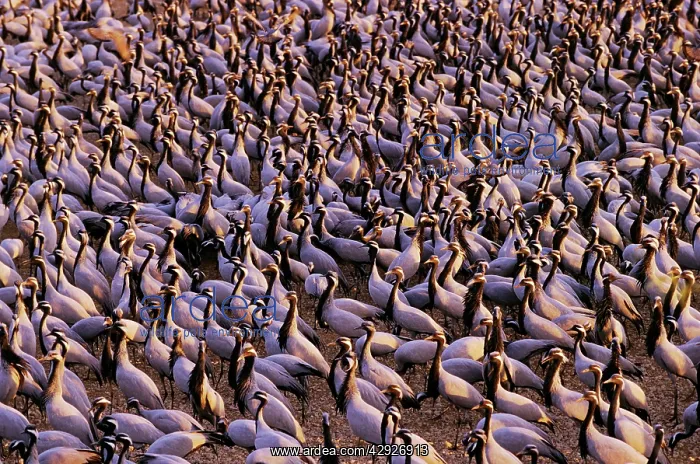 : Demoiselle Cranes - at feeding ground : Demoiselle Cranes - at feeding ground
