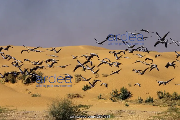 : Demoiselle Cranes - in flight in desert : Demoiselle Cranes - in flight in desert